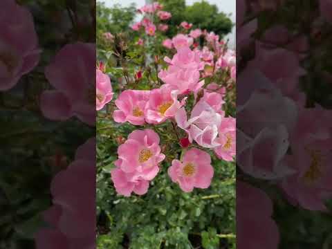 小低木のバラ「アイス・メイディランド」 植物