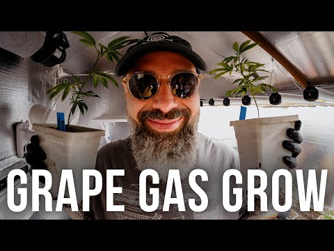 Grape Gas Grow From Clone to Harvest