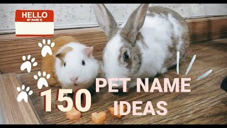 150 Pet Name Ideas✨
