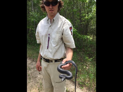 2nd YouTube video about are there rattlesnakes in maine