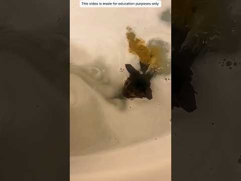 JANGAN PERNAH MEMANJAKAN KUCING❗️#videoviral #kucing #ngakak