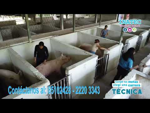 El Tecnológico de San Isidro- Matagalpa  oferta carreras profesionales gratuitas y de calidad. 