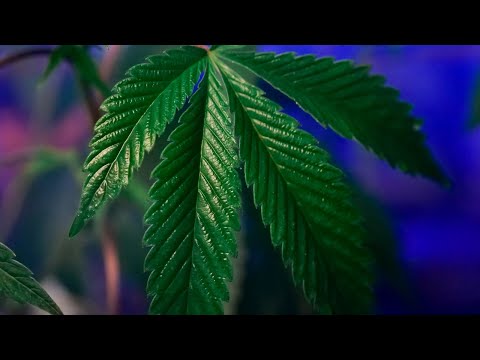 WATCH: Government FUNDS R917,498 to start cannabis farm  | NEWS IN A MINUTE