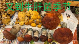 落基山牛肝菌 Bolete Mushrooms 2025Aug04