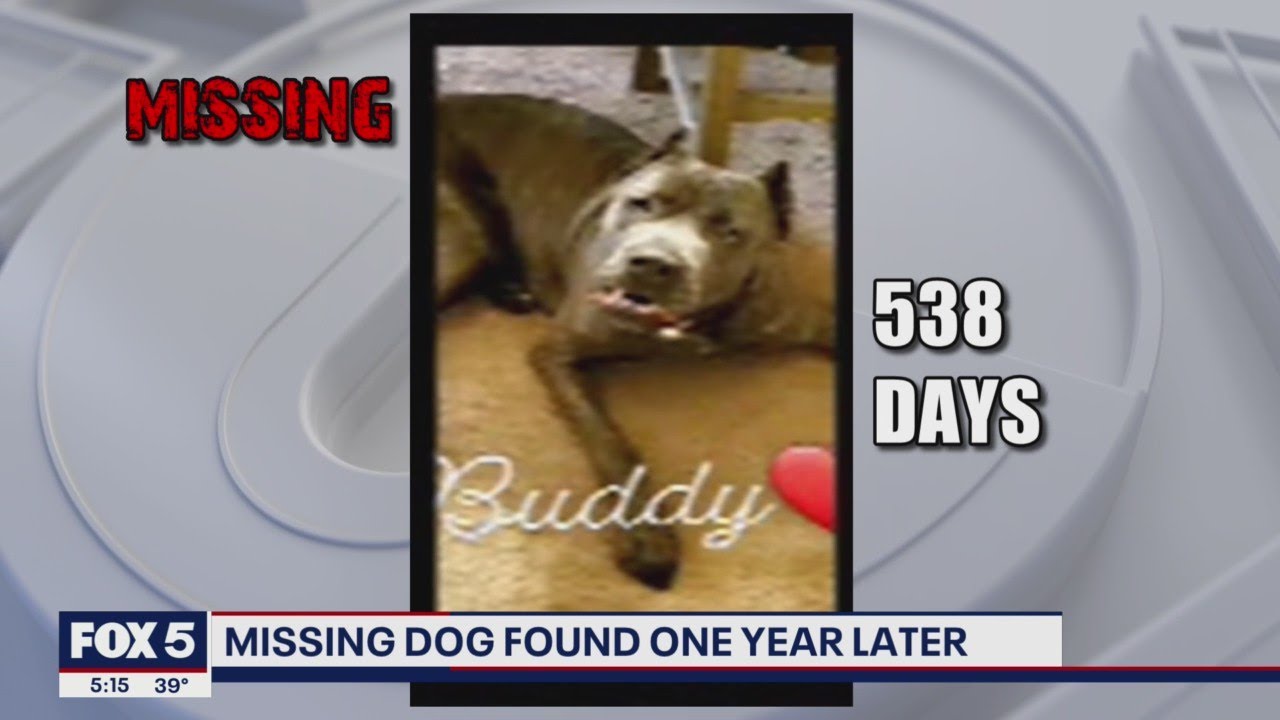 Missing dog found more than 500 days later | FOX 5 DC - YouTube