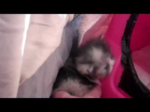 Paz4PlayCattery.com KALISA