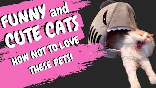 SUPER SHORTS 07 - FUNNY CATS AND CUTE