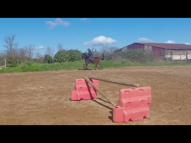 Castrone Anglo-Arabo In vendita 2022 Baio