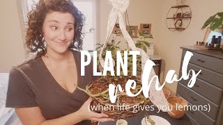 Plant Rehab | A Gifted Jade Tree