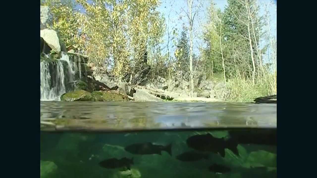 Aquatic Organism Passage Restoration