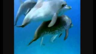Enya &quot;On Your Shore&quot; (Dolphin&#39;s Dance)