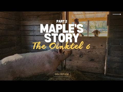 Maple's Story | Part 2 I The Oinktel 6