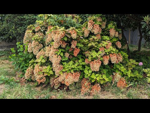 アジサイ パニキュラータ 白い病気 害虫