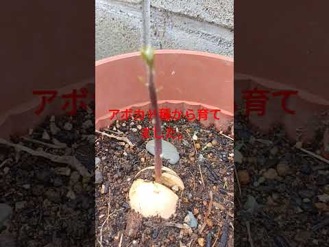 アボカドの木を穴から育てるにはどうすればよいですか？必要な情報がすべて見つかります!  庭園