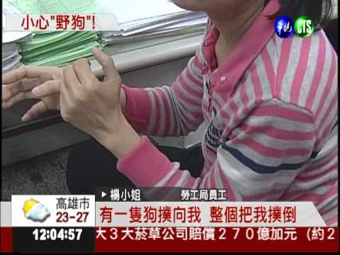 澄清湖旁野狗多 路過小心遭攻擊