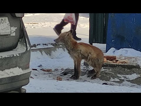 Есть ли в Ревде, что-то кроме свиней? Да! Лисы! Real Video