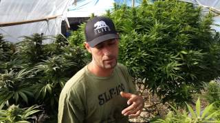 Outdoor 2016 update from West Kush Gardens