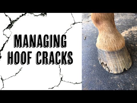 Managing Hoof Cracks: Causes, Prevention, and Treatment for Horses