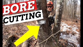 How To AVOID A BARBER CHAIR | TREE CUTTING