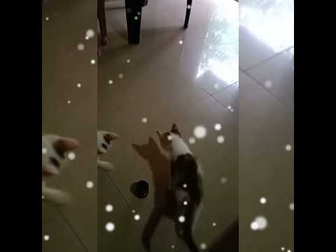 Cute kittens playing with handle of umbrella #shorts