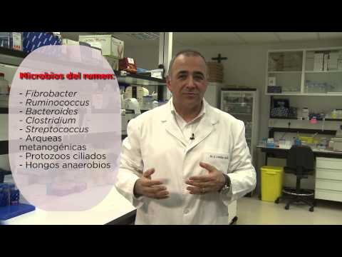 3.2 Los microbios que te rodean. El ciclo de la vida y los microbios - Microbios y vacas