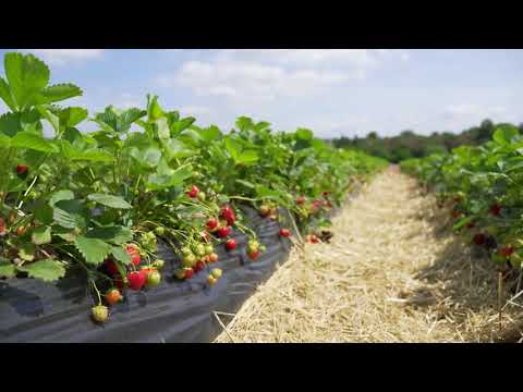 Plukselv steder i Danmark. Pluk selv frugt, bær og grøntsager