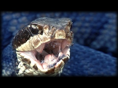 Cottonmouth vs Rattlesnake 01 - Animal Fight