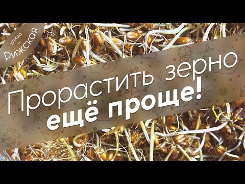 Проращиваем зерно 🌾 Повышаем яйценоскость кур зимой. Новый способ!