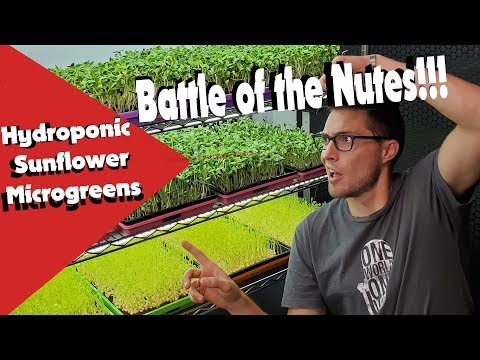 Sunflower Microgreens - Battle of the Nutes!! (Hydroponics)