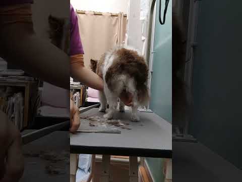 園芸 適切なトリマーの選択