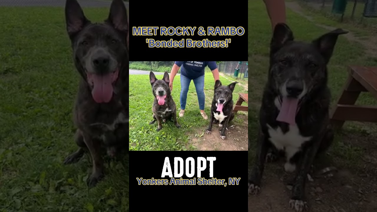 Rambo and Rocky, a Adoptable mixed breed in Yonkers, NY video 6/6