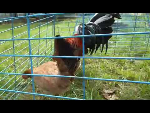 Possum226 Sweater direct materials from Mr. Nene Abello