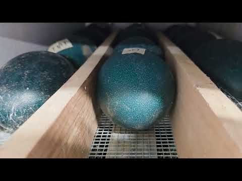 Full Guide for Incubating Emu Eggs