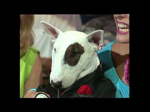 その他 # Spuds Mackenzie Vintage Spuds Mackenzie Plush Stuffed Animal Toy Dog 1980s