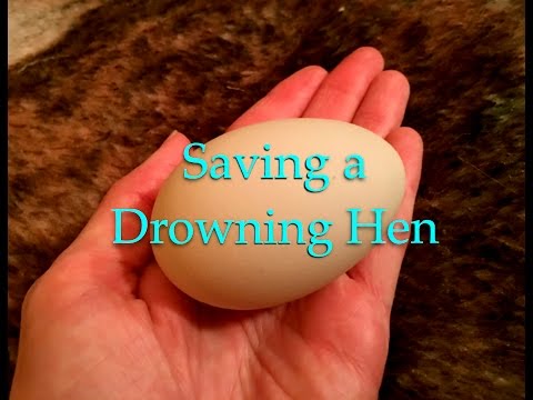 Saving a Drowning Hen~