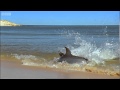 Awesome Hydroplaning Dolphins Planet Earth BBC