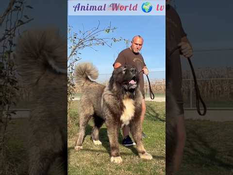 #shortvideo #viralshort #trending #dog