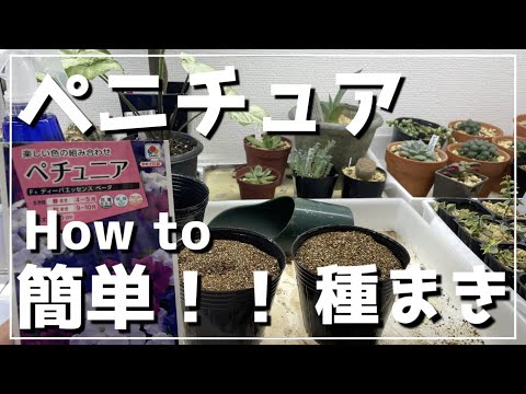 ペチュニアの種まき: これが仕組みです 植物