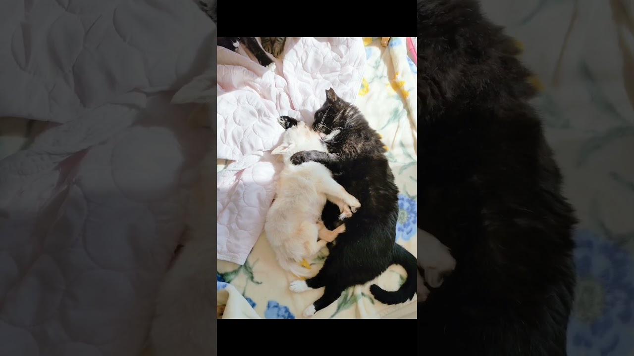 爺ちゃん大丈夫にゃよ大丈夫。。。チワワのお爺さんはもう命の灯火が消える時が近づいてます。子猫の時から10年間共に暮らした猫がそんなお爺さんをいたわります。　　#老犬 #チワワ #猫