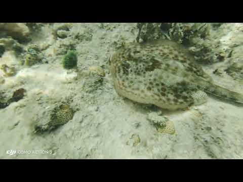 Snorkelling in Negril Jamaica (6) on the Riu Negril beach Bloody Bay