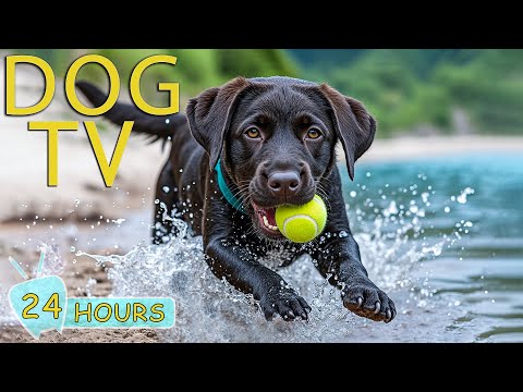 DOG TV: Best Videos All-Day Entertain & Soothing for Dogs Home Alone - Anti-Anxiety Music for Dogs