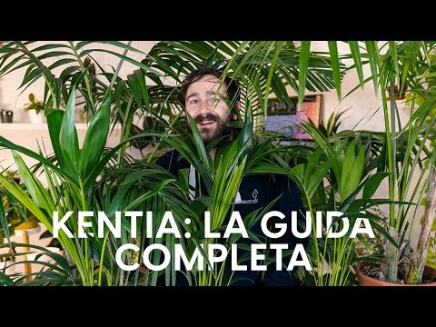 Kentia: cure e problemi