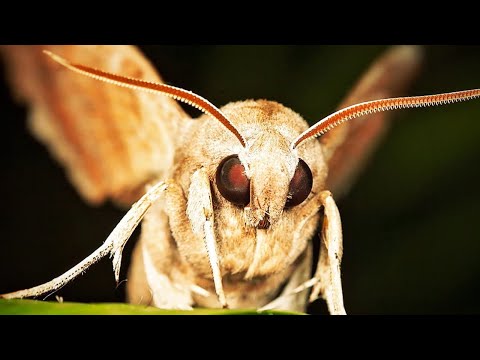 SCP-2598 "Podróżująca Ćma Sprzedawca"