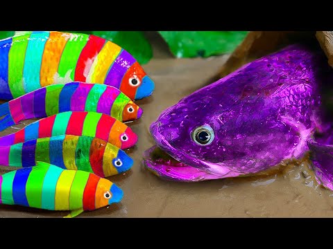 Stop motion ASMR - Rainbow koi fish go to the WC robbed of their eggs by pink catfish | Fish videos