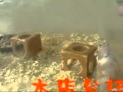 Pijane chomiki