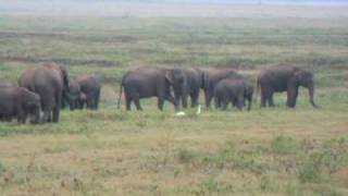 preview picture of video 'Elephants in Kauvdulla national park, 2009'