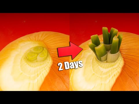Growing onions. 2 days in 30 seconds. Timelapse. 4K