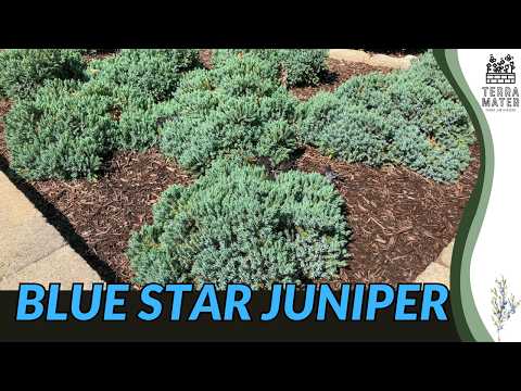 Blue Star Juniper (Juniperus squamata ‘Blue Star’): Compact Evergreen Shrub Profile