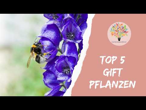 Giftpflanzen im Naturgarten: Die Top 6 Arten sicher erkennen & Gefahren vermeiden