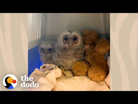 Fluffy Owlets Grow Big and Strong to Return to Wild | The Dodo Wild Hearts